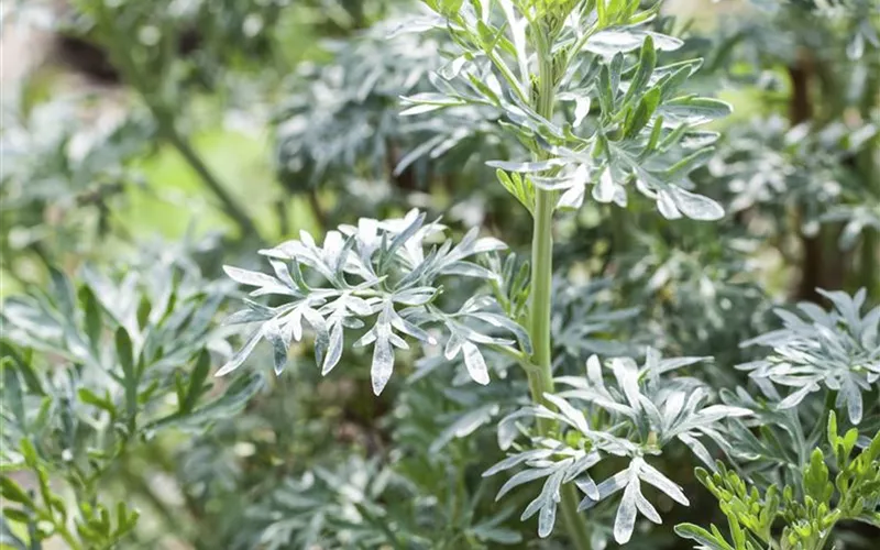 Besondere Kräuter mit ganz besonderen Aromen