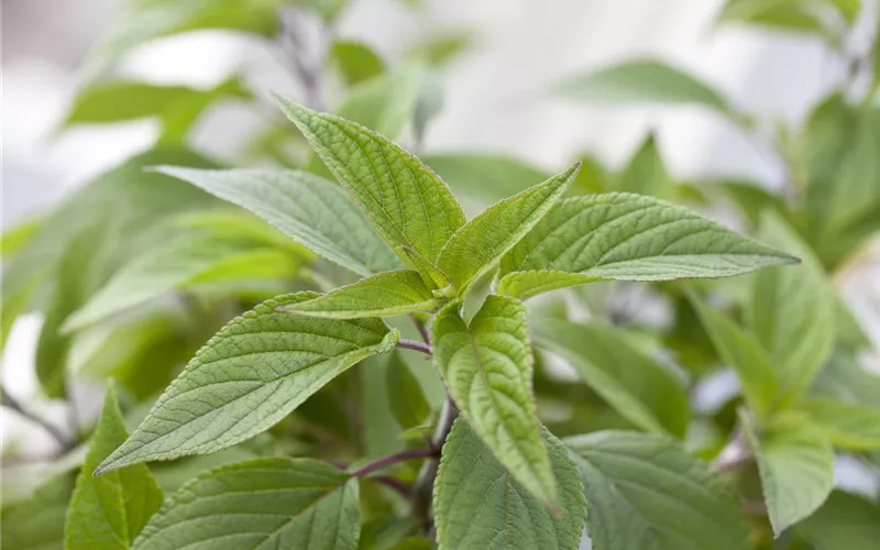 Besondere Kräuter mit ganz besonderen Aromen