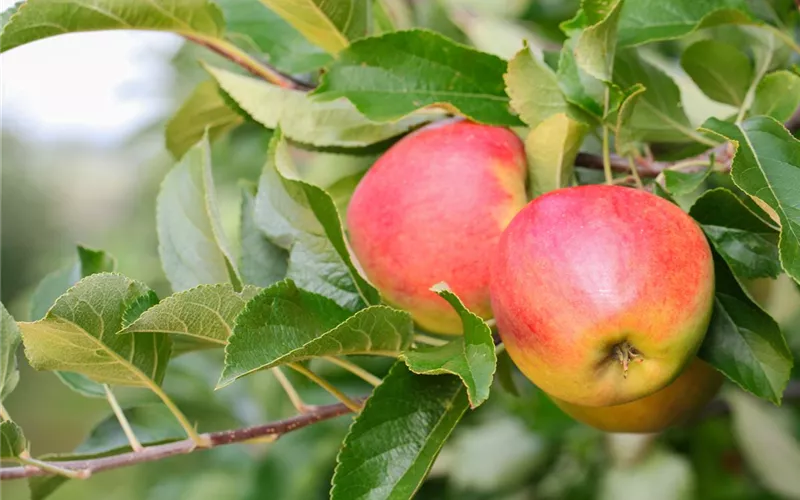 Obstbaumschnitt im Winter