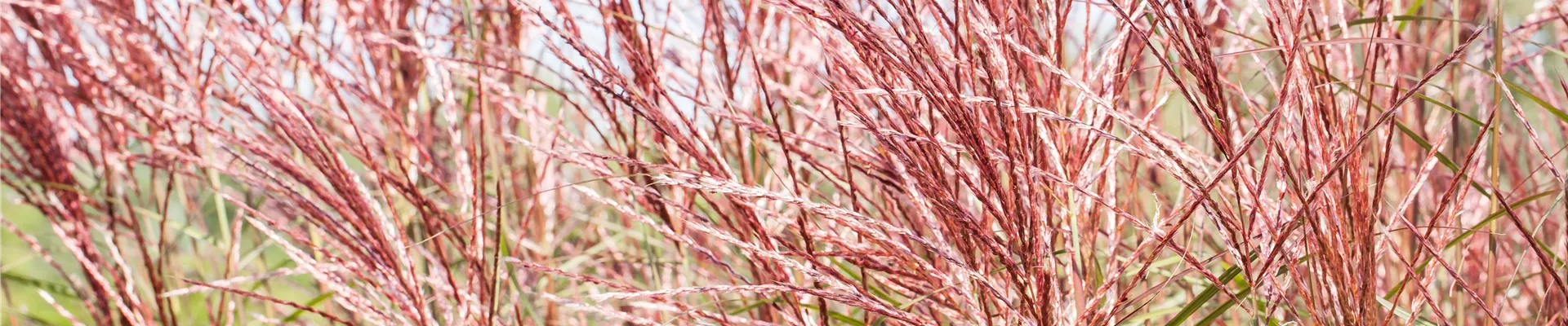 Miscanthus sinensis