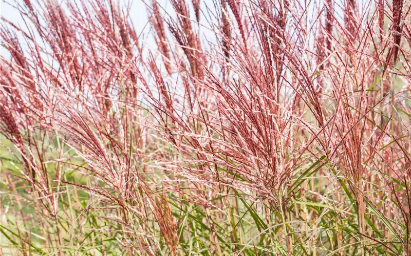 Ziergräser im Garten sind vielfältig einsetzbar 