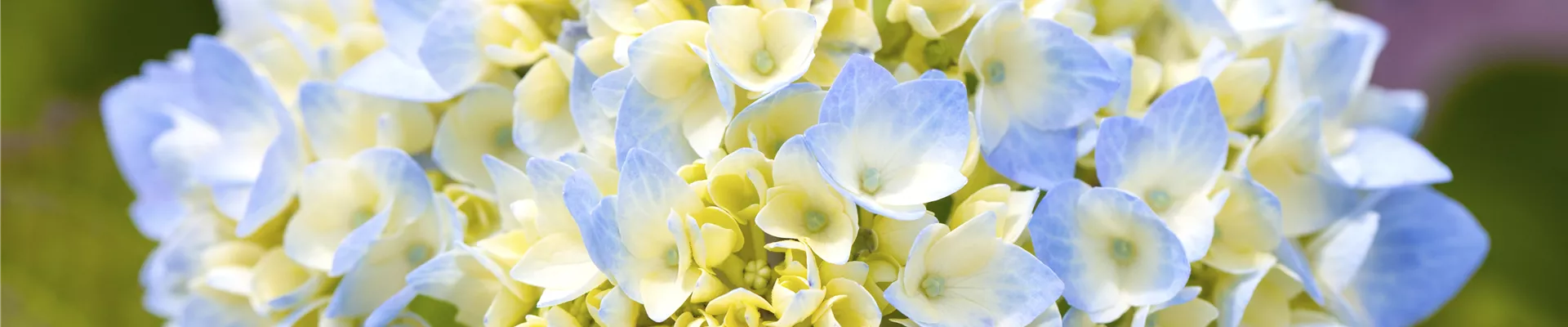 Hydrangea macrophylla