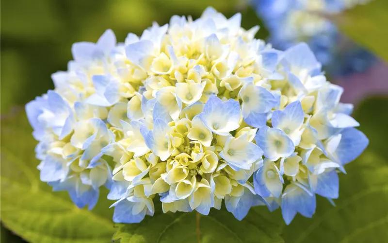 Hortensienarten und ihre wundervollen Eigenschaften