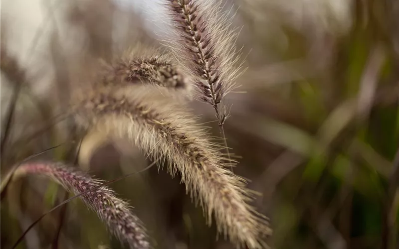 Ziergräser im Garten sind vielfältig einsetzbar 