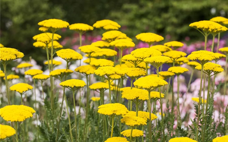 Der ganz große Stil im Garten - eine Anleitung für Menschen mit Liebe zu Effekten