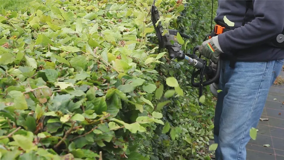 Hecke - Zurückschneiden(thumbnail) (Hecke - Zurückschneiden(thumbnail).jpg)