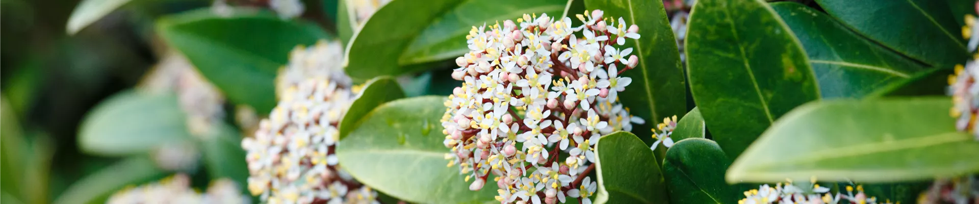 Skimmia japonica