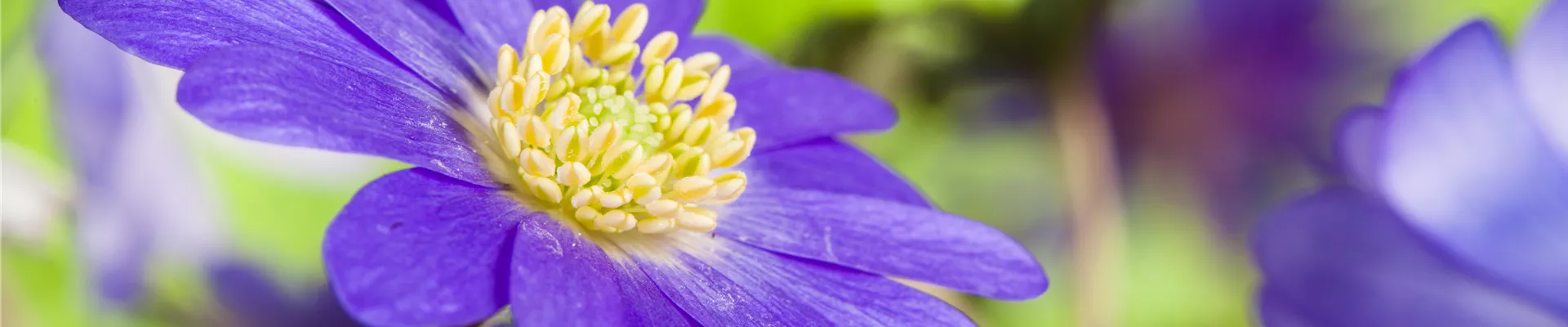 Anemone blanda, blau