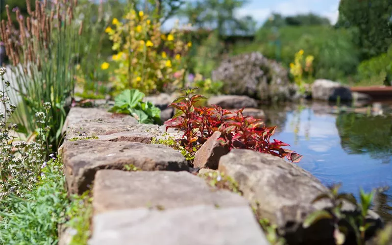 Gartenteich easy going - so klappt's