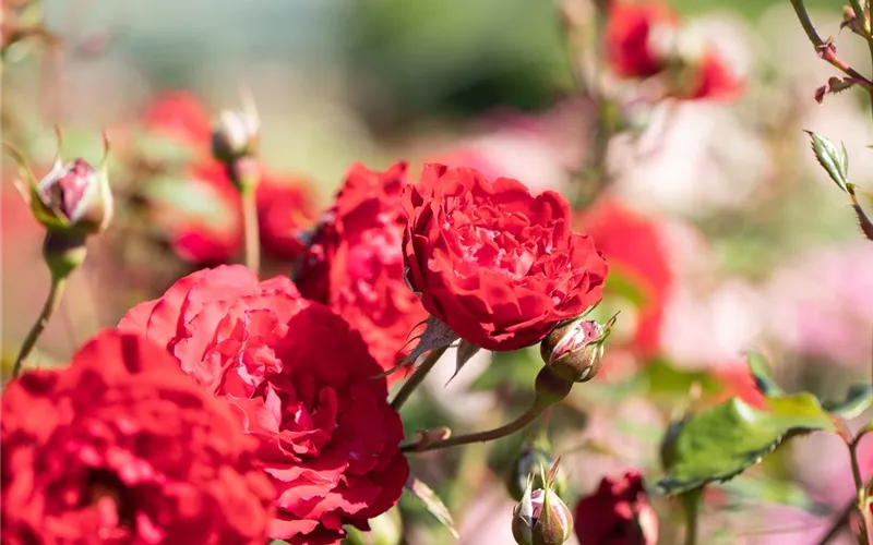 Die Rose – die Königin der Pflanzen für Balkon und Terrasse