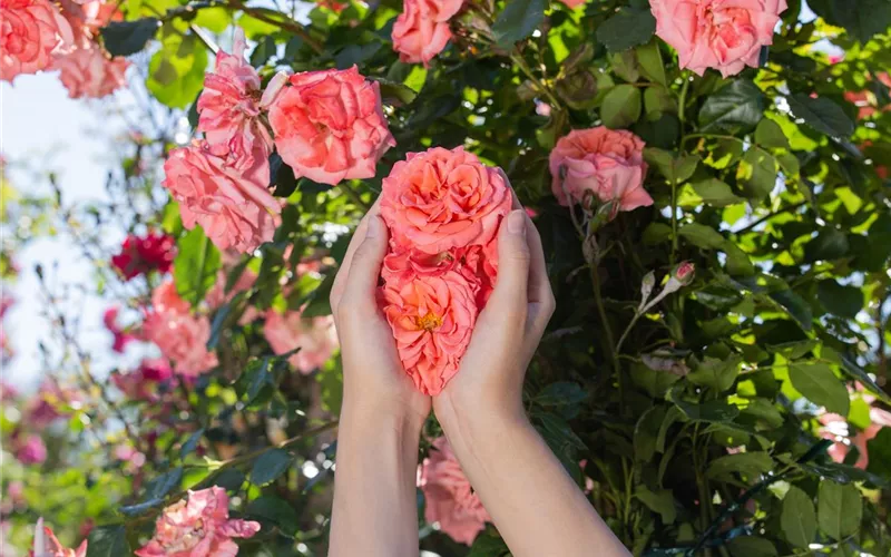 Die Rose – die Königin der Pflanzen für Balkon und Terrasse