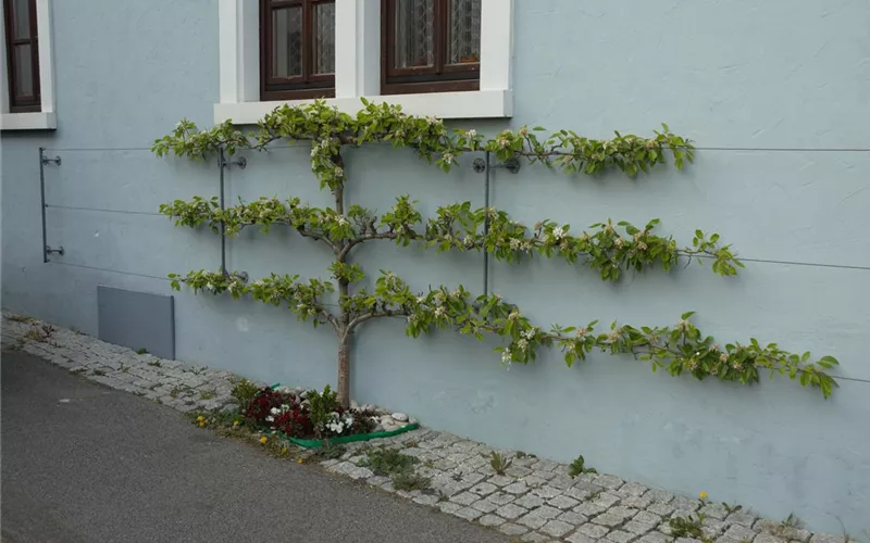 Achtung, fertig, Naschzeit - Die Ernte geht los!