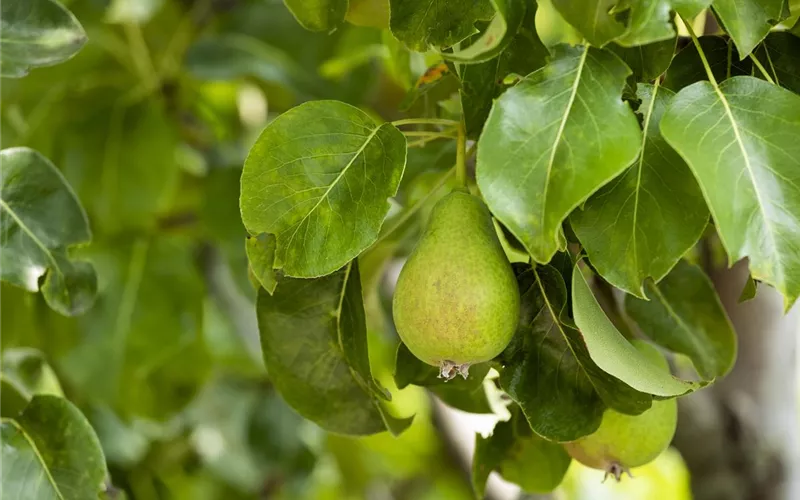 Obstbäume brauchen Sommerschnitt für die optimale Ernte