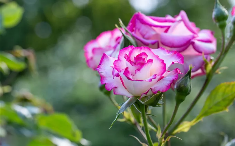 Rosenpflege – pflanzen, schneiden, düngen