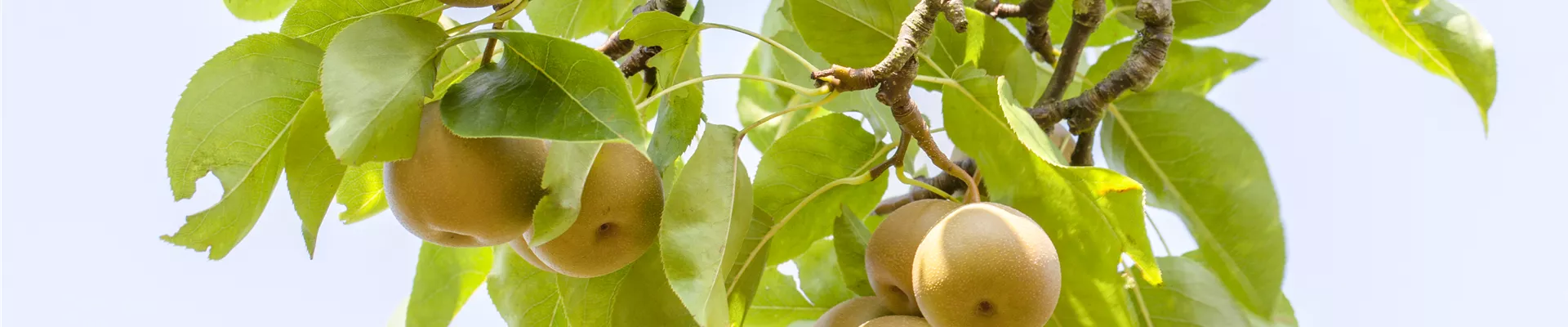 Pyrus pyraster 'Kosui'