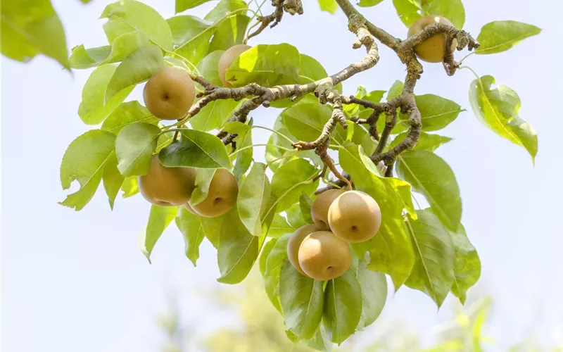 Der Obstgarten – viele Leckereien für große und kleine Naschkatzen