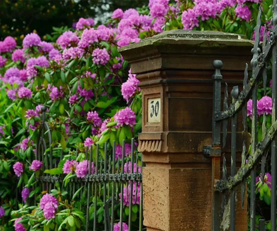 immergruene-laubgehoelze-rhododendron.jpg