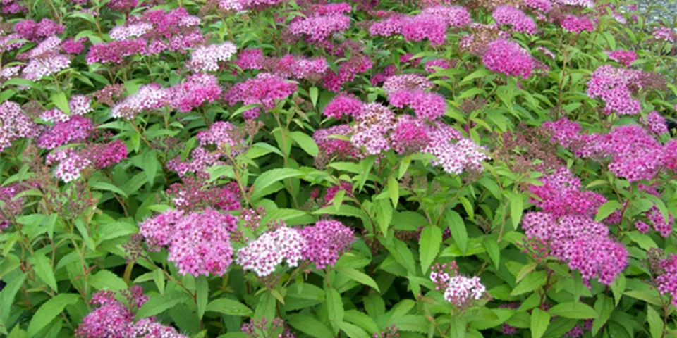 spiraea_japonica_anthony-waterer.jpg