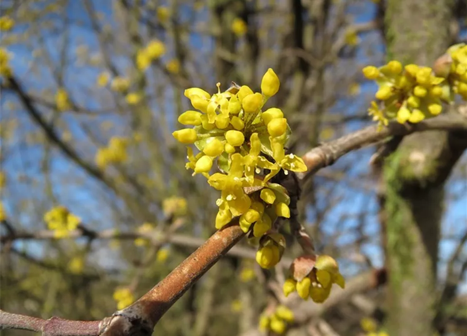 wildgehoelze-cornus-mas.jpg