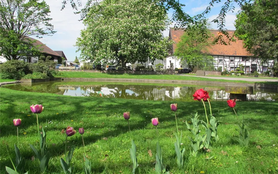 wildgehoelze-cornus-mas.jpg