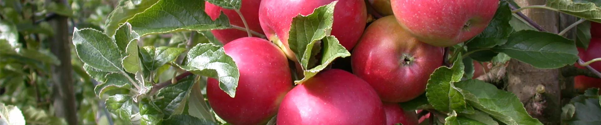 Malus domestica 'Pinova'(s)