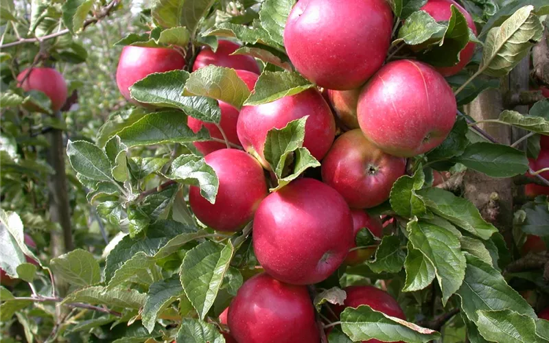 Obstbäume veredeln – frische neue Früchte