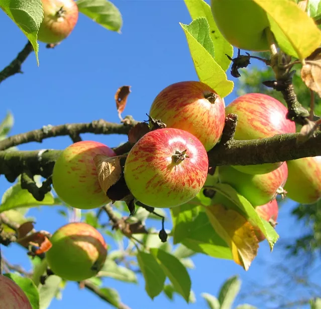 apfelbaum_schnitt.jpg