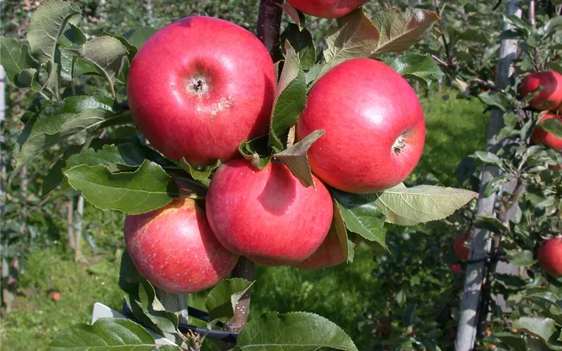 Obstbäume brauchen Sommerschnitt für die optimale Ernte