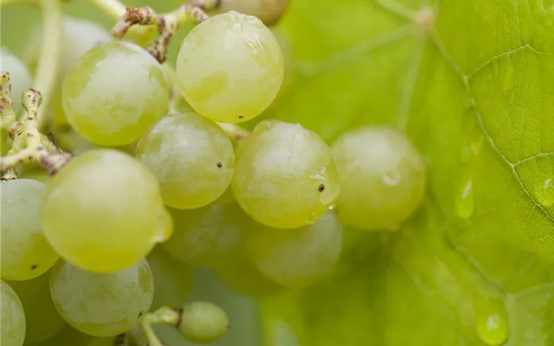 Warum Wein eigentlich aus Beeren gemacht wird