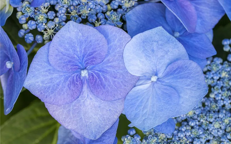 Hortensienarten und ihre wundervollen Eigenschaften