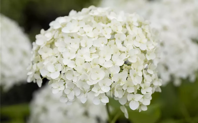 Der schöne Garten-Klassiker – die Hortensie