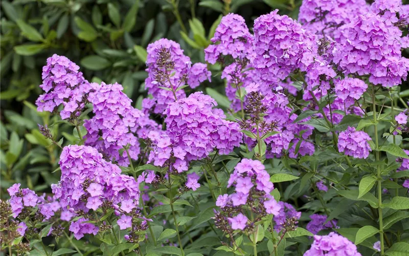 Flammenblumen lassen Ihren Garten in Farben baden