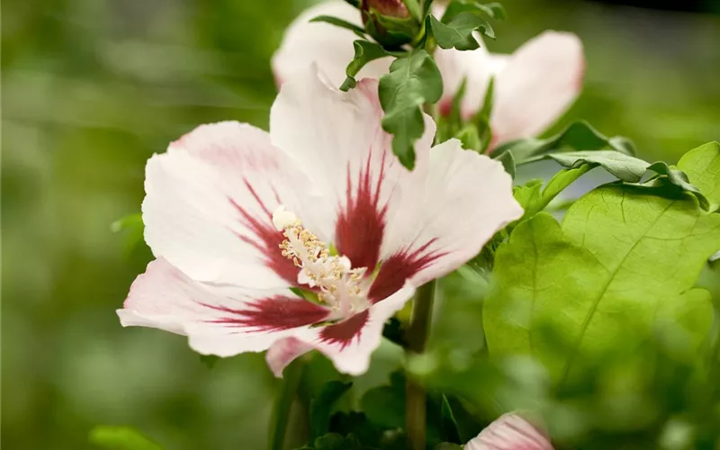 Der Hibiskus, ein großartiges Mitglied im Garten-Ensemble