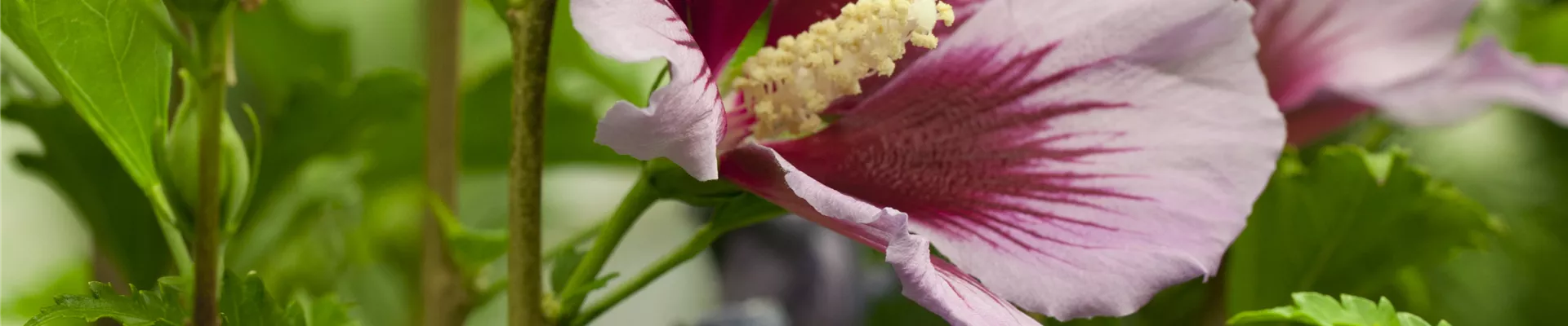 Hibiscus syriacus