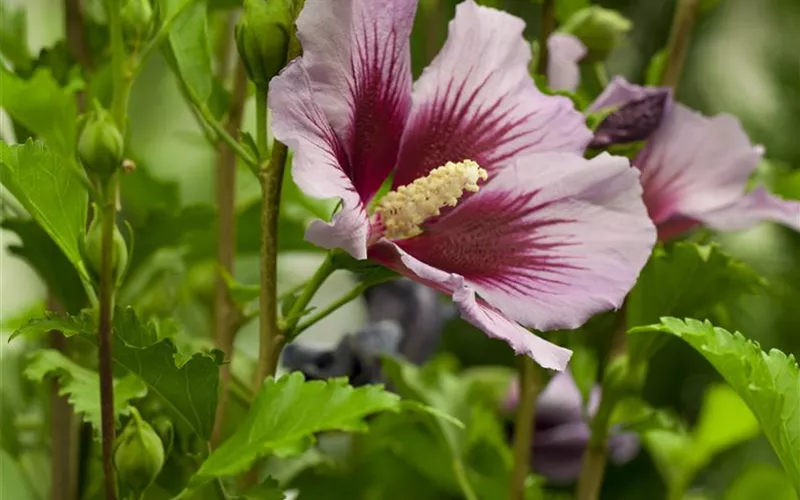 Der Hibiskus, ein großartiges Mitglied im Garten-Ensemble