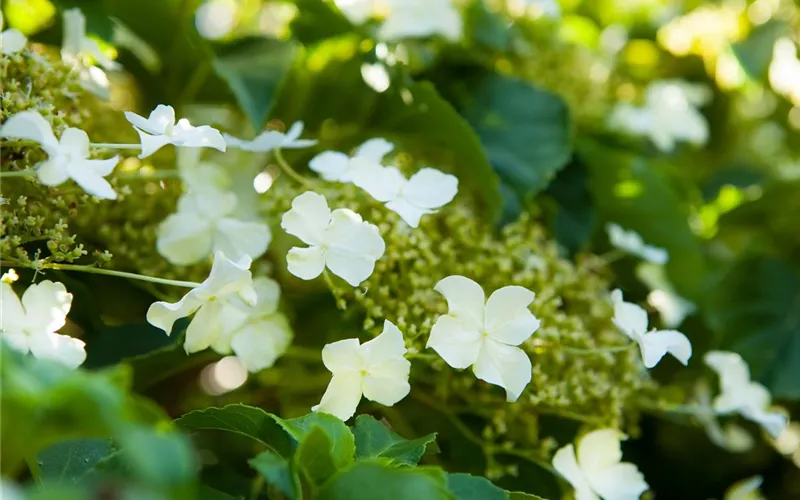 Hortensienarten und ihre wundervollen Eigenschaften