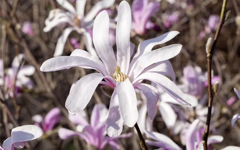 Die Magnolie – Blütenzauber im Frühling