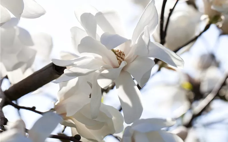 Die Magnolie – Blütenzauber im Frühling