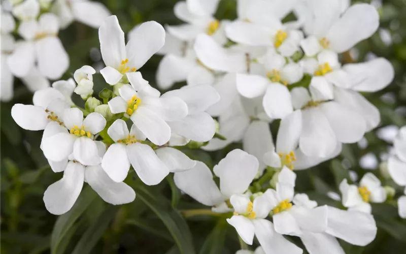 Die immergrüne Schleifenblume – Farbe garantiert