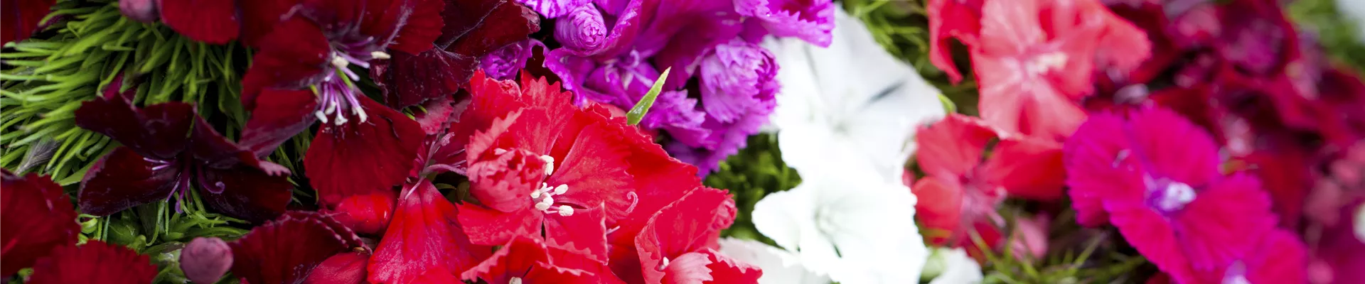 Dianthus barbatus