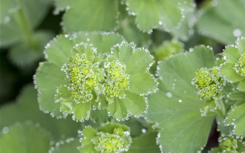 Blackbox-Gardening – die kreative Idee mit den großen Überraschungseffekten