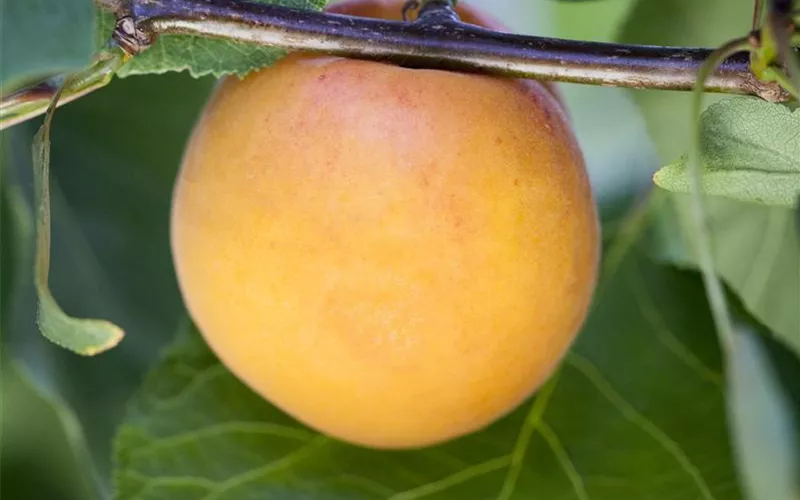 Die Früchte des Gartens gut verarbeiten