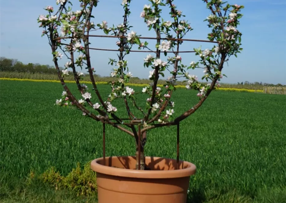 Obstkugel am Metallgerüst im C100 Dekotopf