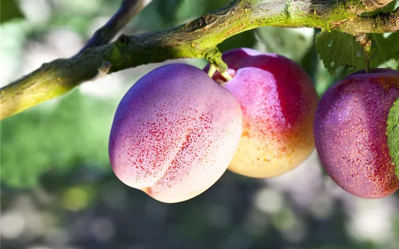 Die Streuobstwiese – Gesundheit zum Selberpflücken