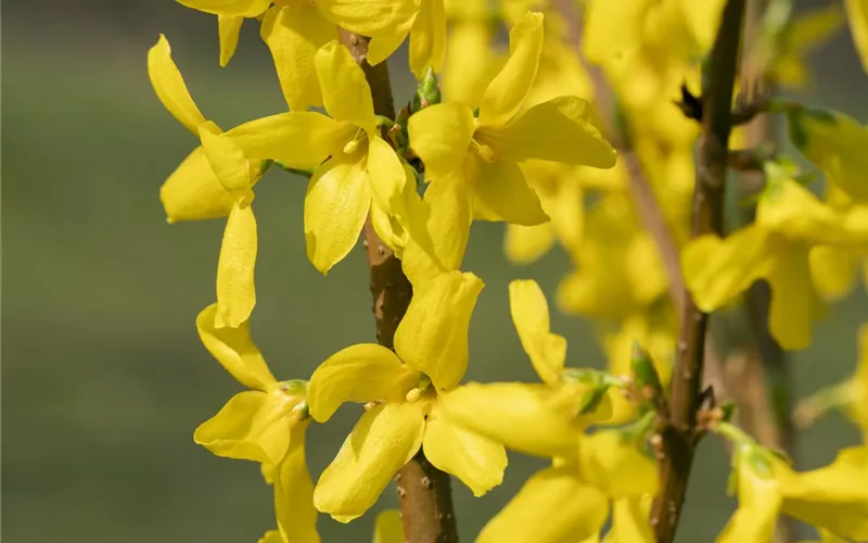 Forsythie – der goldene Frühlingsbote