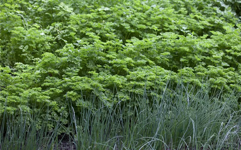 Kräuter im eigenen Garten: Anlegen des Kräutergartens