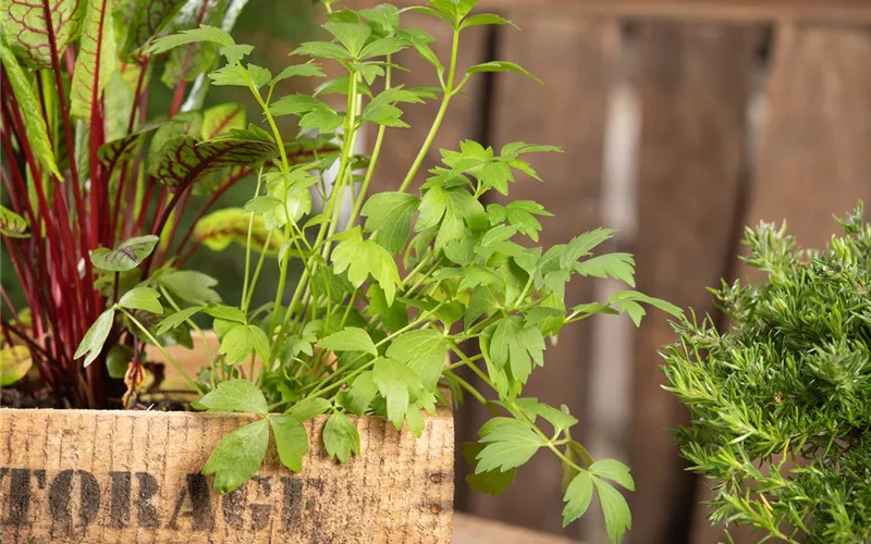 Mit Urban Gardening vom Balkon zur Kräuter-Oase