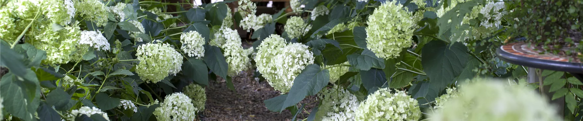 Hydrangea arborescens 'Annabelle'