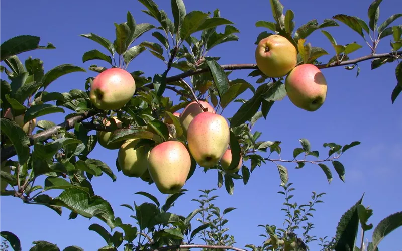 Obstbäume veredeln – frische neue Früchte