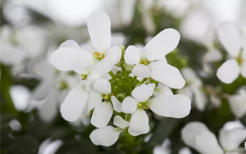 Die Schleifenblume – ein wahres Mauerblümchen